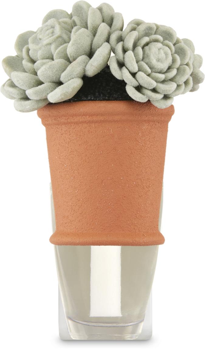 Succulent Plant Trio  Succulent Plant Trio 